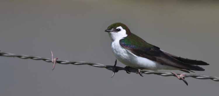 tree swallow
